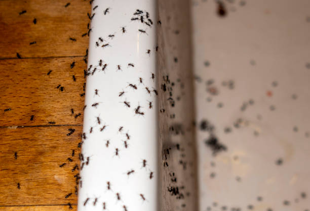 Best Emergency Pest Control  in Willimantic, CT