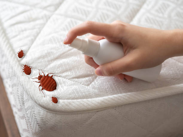 Flea Control Services in Willimantic, CT
