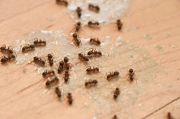  Willimantic, CT Pest Control Pros