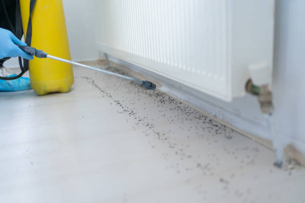 Best Pest Prevention Services  in Willimantic, CT