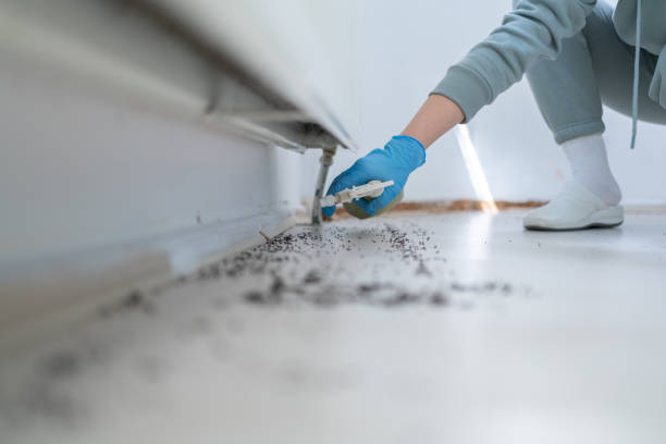 Best Insect Control  in Willimantic, CT